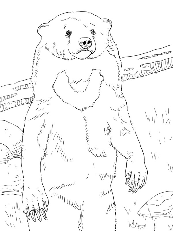 Sun Bear Simple Drawing