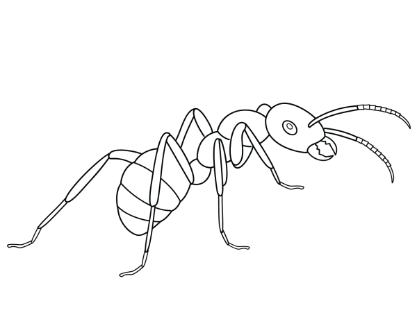 Simple ant drawing method