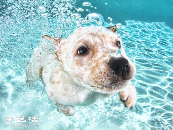 The photographer guides the puppy to swim to capture cute and natural pictures