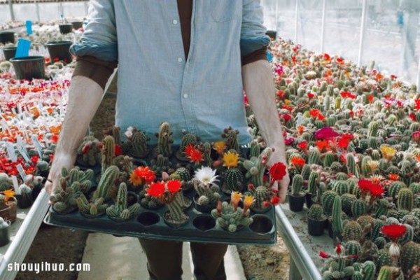 Londons largest cactus garden, succulent plant steward Garden Edit