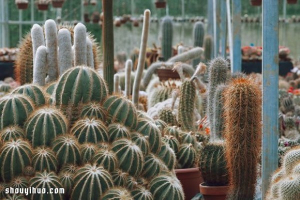 Londons largest cactus garden, succulent plant steward Garden Edit