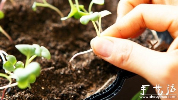 DIY tutorial for home mini vegetable garden