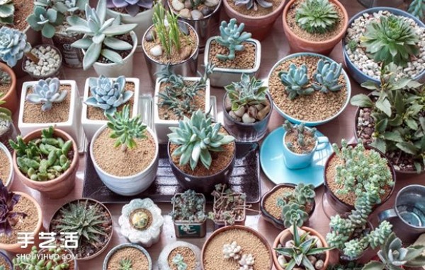 Introduction to succulent plants! A must-learn method for raising succulents for beginners