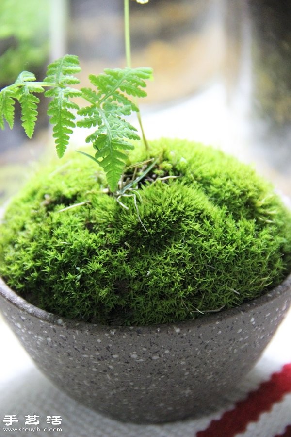 DIY cute moss landscaping, homemade beautiful moss micro-landscape