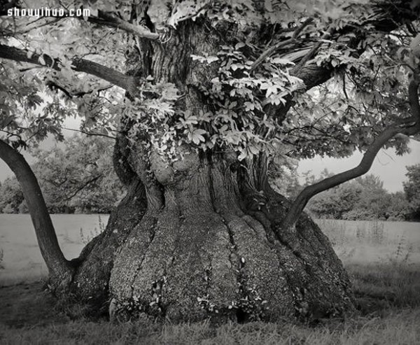 It took fourteen years to search for the oldest tree in the world