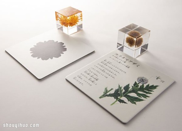 Exhibition of Herbarium Works in Kyoto to Heal the Universe in Cubes