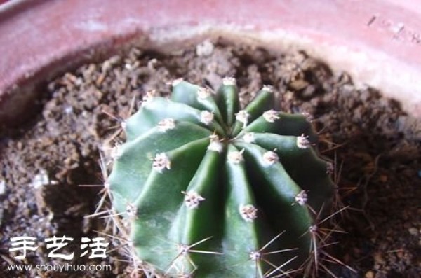 How to Graft a Prickly Pear Cactus Grafting Steps