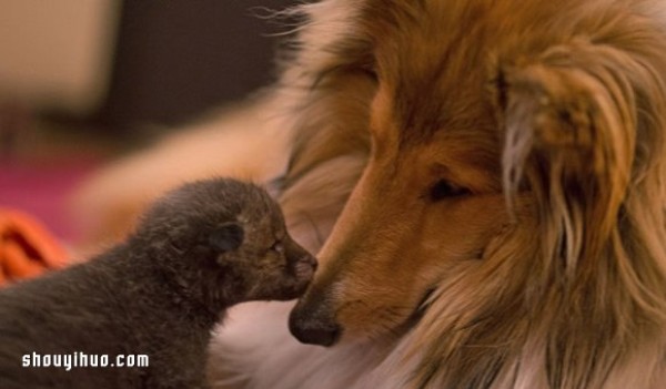 The cross-race family relationship between the fox baby and the sheepdog mother!