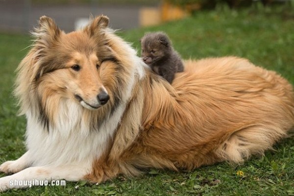 The cross-race family relationship between the fox baby and the sheepdog mother!