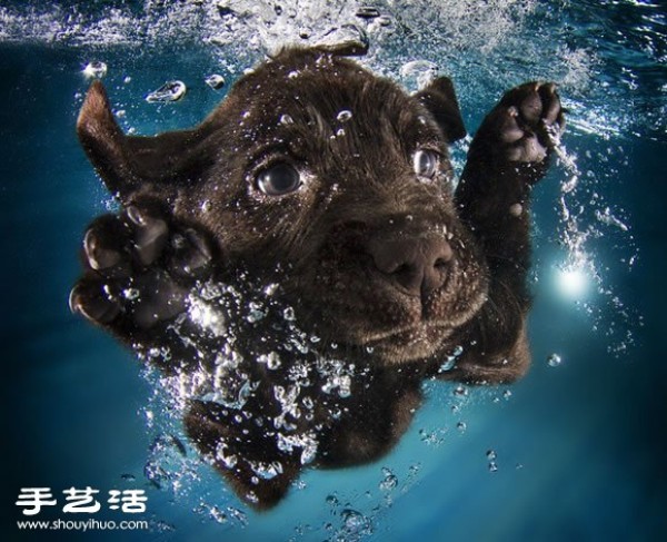 The photographer guides the puppy to swim to capture cute and natural pictures