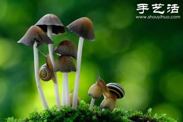 Beautiful and dreamy mushrooms, it turns out that mushrooms can also be viewed