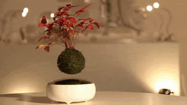 You must have never seen it! AIR Bonsai floating Japanese bonsai