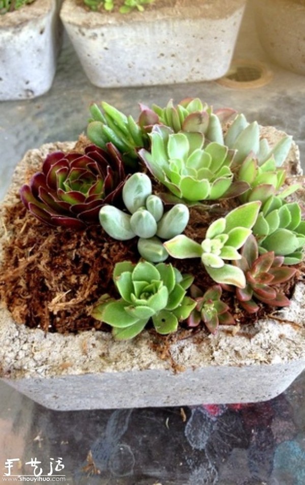 DIY potted plants with a mixed mix of succulent plants