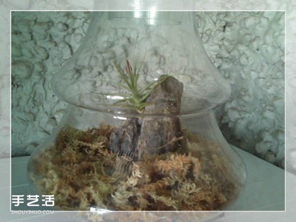 Sealed glass container bonsai DIY, almost no watering and fertilizing