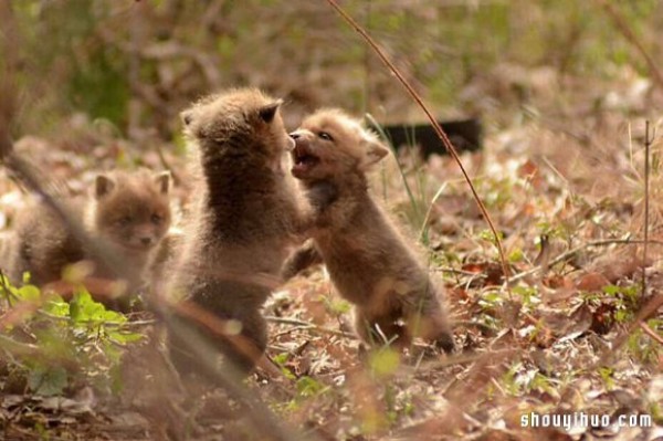 Cute photos of a fox baby that vindicates its treacherous image! 