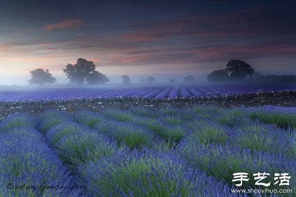 Lavender Family Farm in Somerset, UK