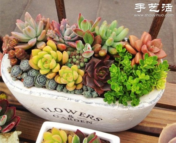 DIY beautiful succulent platter of common succulents