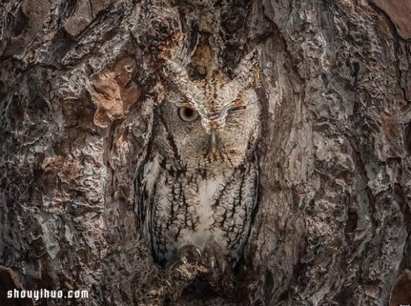 The camouflage skills of owls in the forest are even better than those of chameleons! 