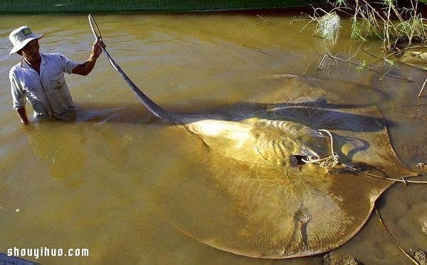 The 21 largest animals in the world record are so big that its scary! 