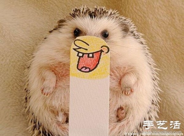 Little Creative DIY Super Cute Hedgehog Photography