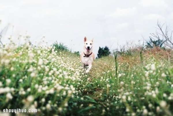 The story of Gluta, the laughing dog, has both bitterness and happiness~