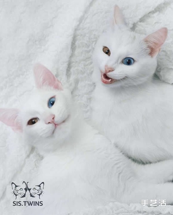 The most beautiful twins: the melting white kitten Sis.Twins.