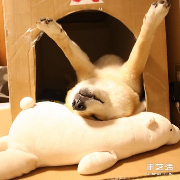 The Akita dog and its white bear best friend are sleeping in the same posture, so cute! 