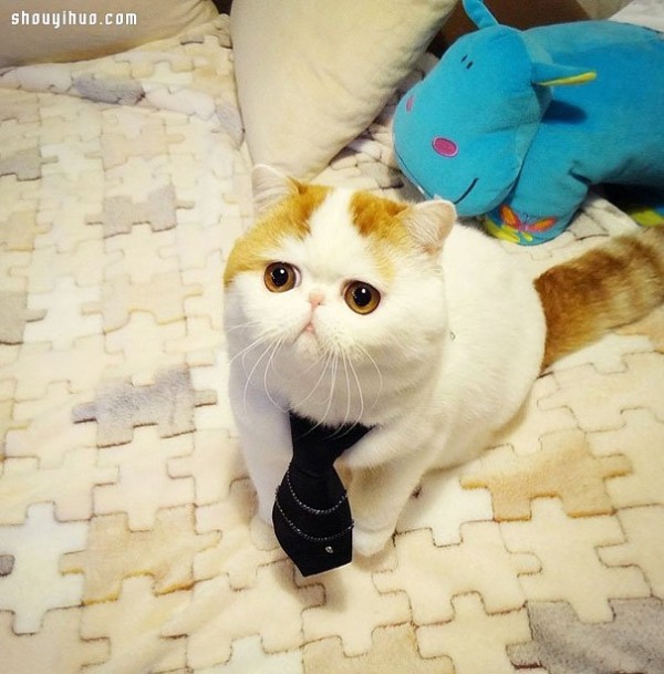 18 world-famous cat stars that are irresistible