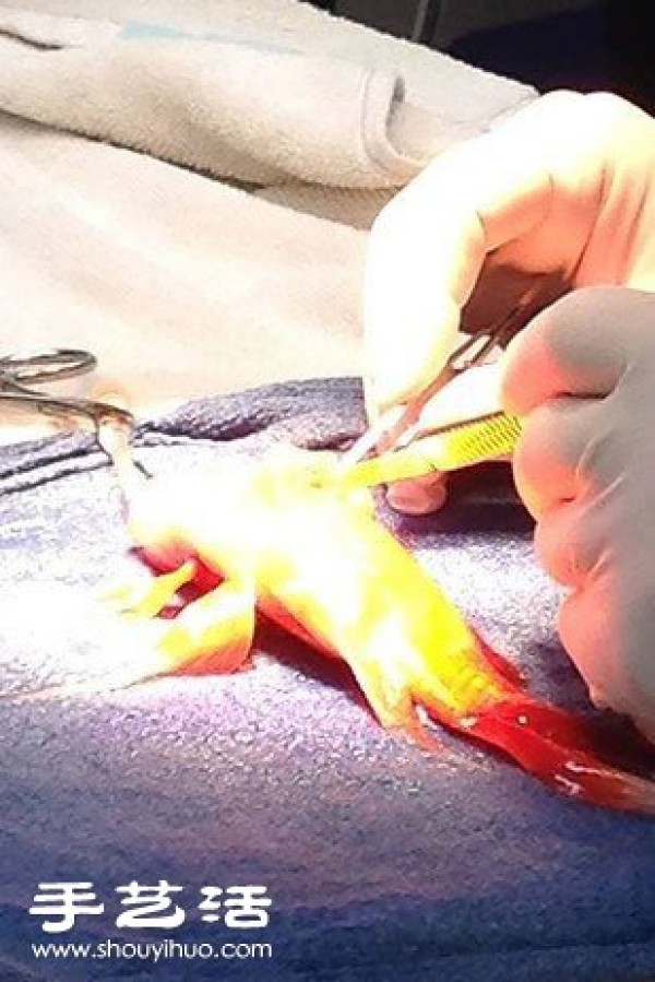 This owner decided to perform brain surgery on a 10-year-old goldfish