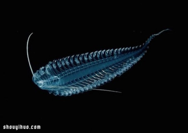 Rare marine life found in unfathomable depths