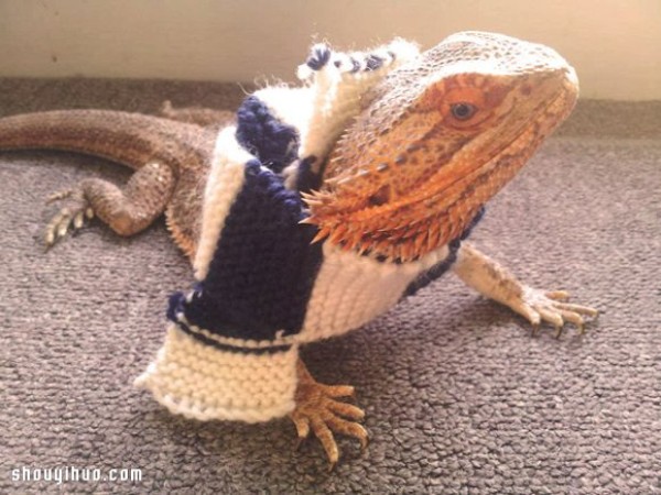 Afraid of lizards? Then you must have never seen the handsome Pringle