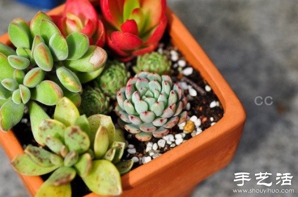 Beautiful and fresh succulent plant arrangement