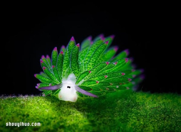 The cutest creature! Algae nudibranch that looks like a little sheep