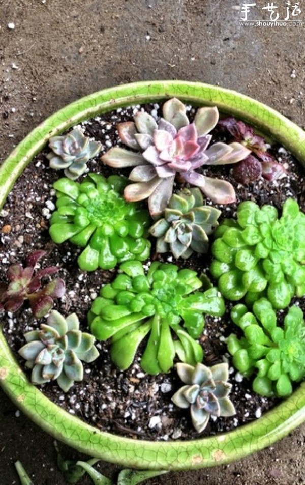 Echeveria genus succulent plant DIY water lily potted plant