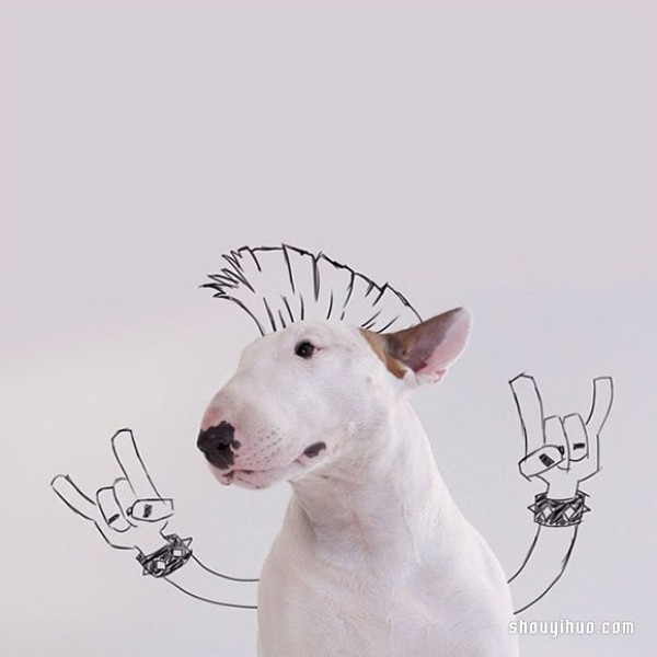 Graffiti on the wall: Turn your pet dog into an interesting illustration work