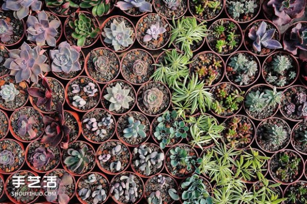 Introduction to succulents! A must-learn method for raising succulents for beginners