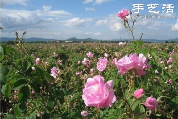 The top ten most beautiful seas of flowers in the world are stunning in their natural beauty