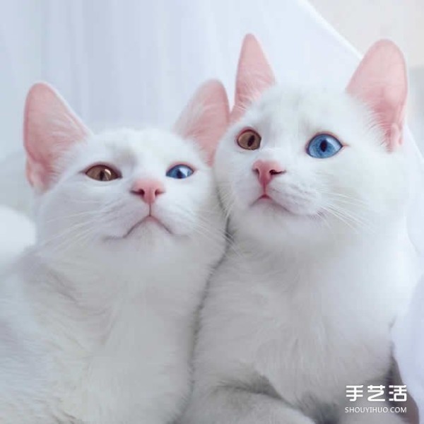 The most beautiful twins: Sis.Twins, a white kitten that makes people melt.