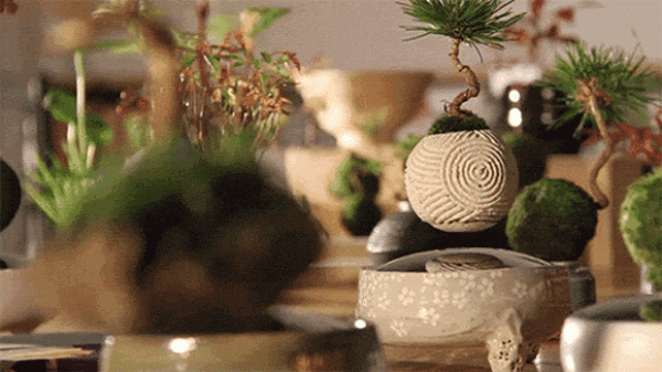 You must have never seen it! AIR Bonsai floating Japanese bonsai