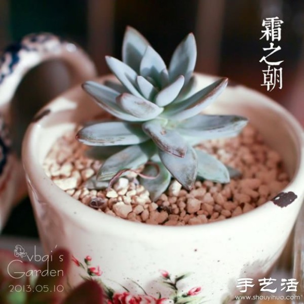 Introduction to cute and fleshy beautiful succulents