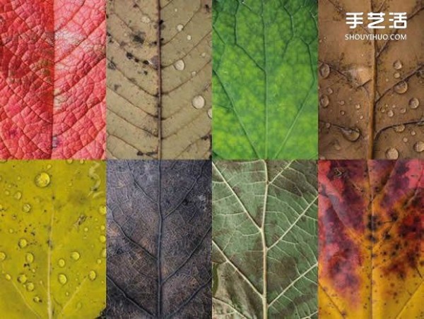 Use photography to preserve the beauty of leaves like a beautiful patchwork of leaves