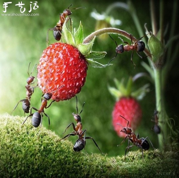 Macro photography: The magical world of ants