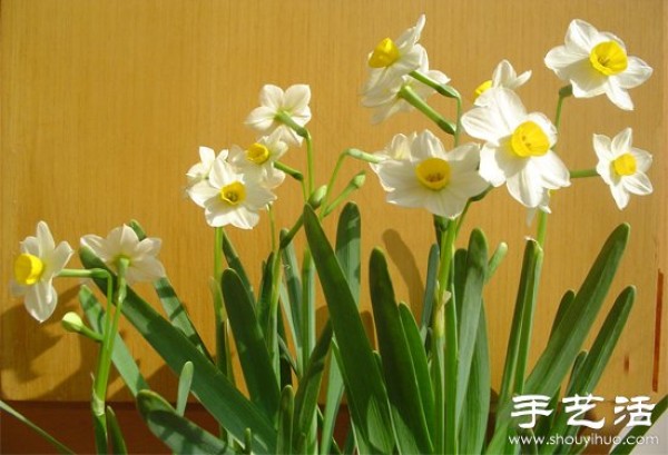 How to grow narcissus, how to grow narcissus