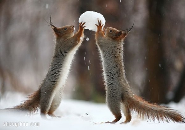 Heart melts with the snow! Cute snow squirrel photography