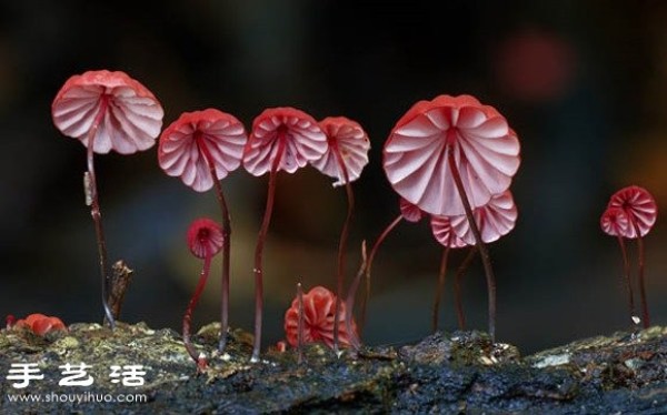 Incredible beauty: Appreciation of beautiful photography of fungi