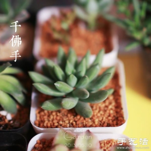 Introduction to cute and fleshy beautiful succulents