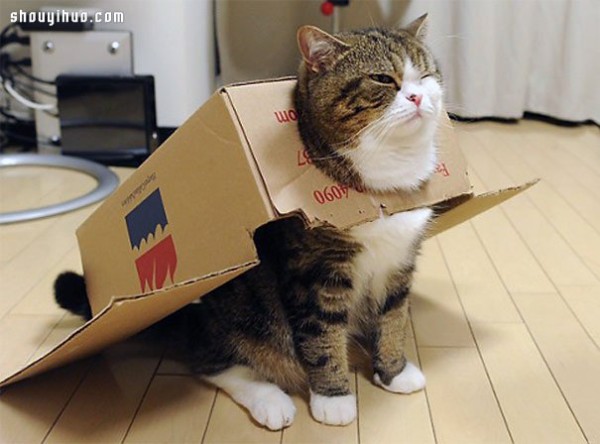 18 world-famous cat stars that are irresistible