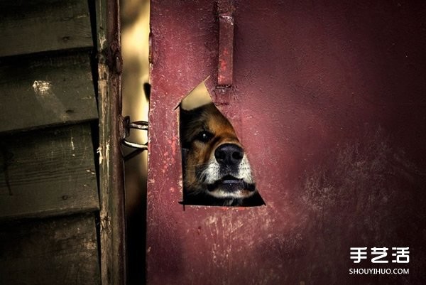 Appreciation of heart-warming photography of a cute little boy and animals