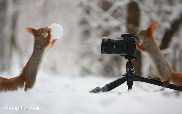 Heart melts with the snow! Cute snow squirrel photography