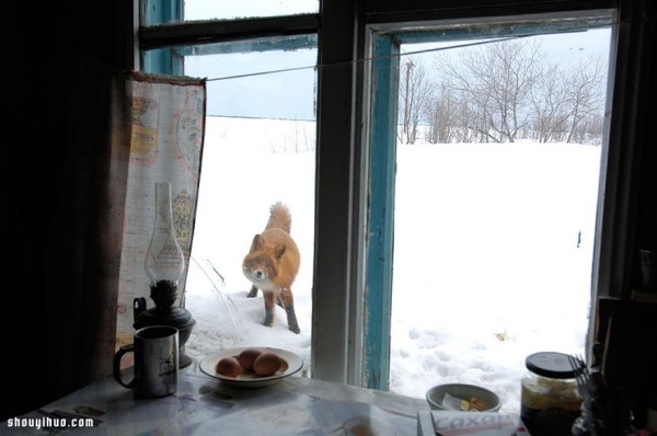 Its melting! Super cute animals staring through the window~